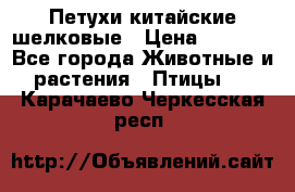 Петухи китайские шелковые › Цена ­ 1 000 - Все города Животные и растения » Птицы   . Карачаево-Черкесская респ.